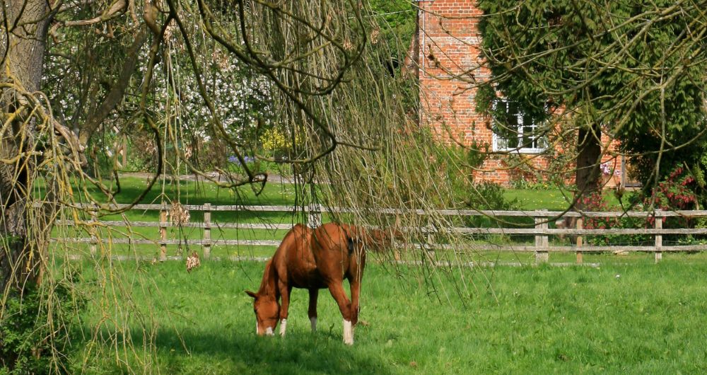 Horse grazing outside country house