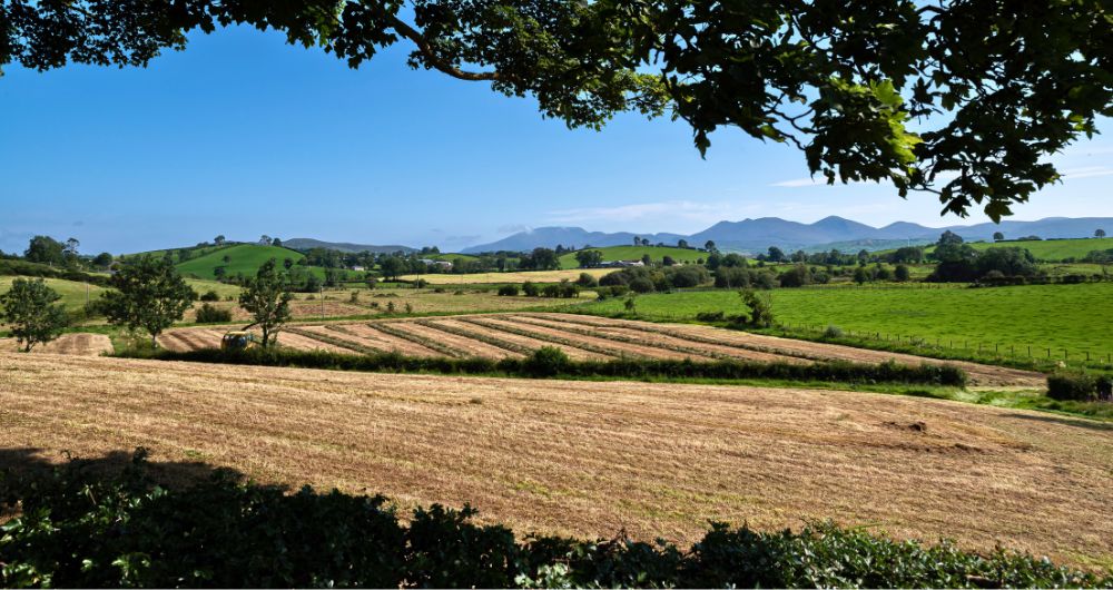 Fields of grass being harvested near Lackan Bog, County Down