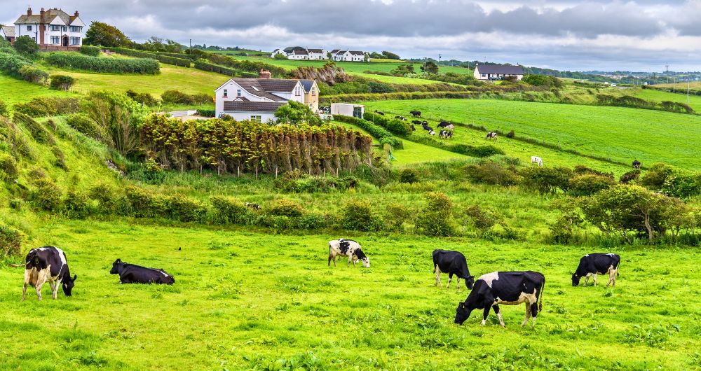 Herd of cows in pasture in County Antrim