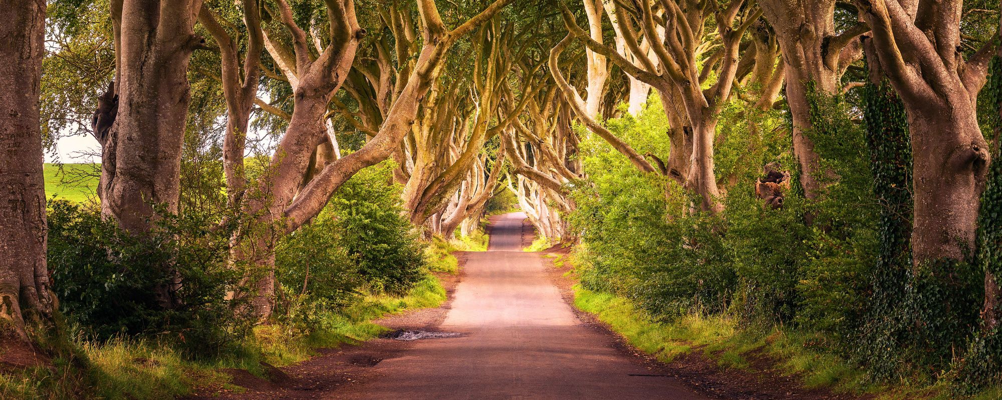The Dark Hedges in Northern Ireland